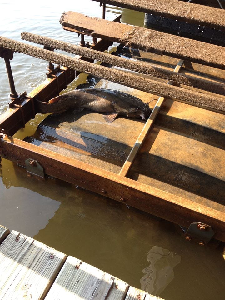 Catfish on a wooden float.