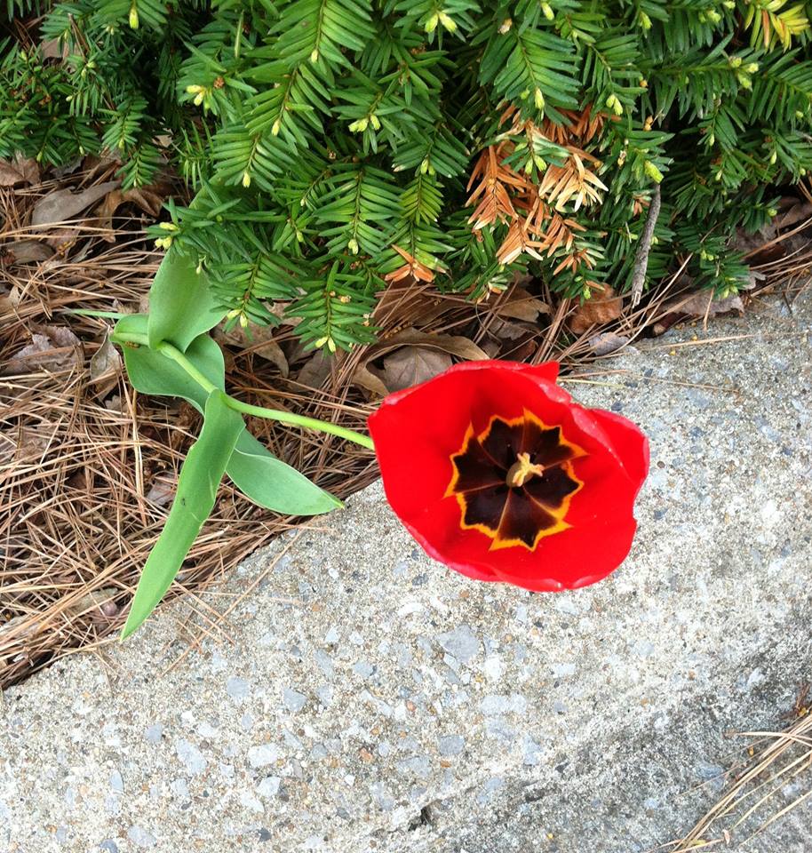 Close up of tulip.