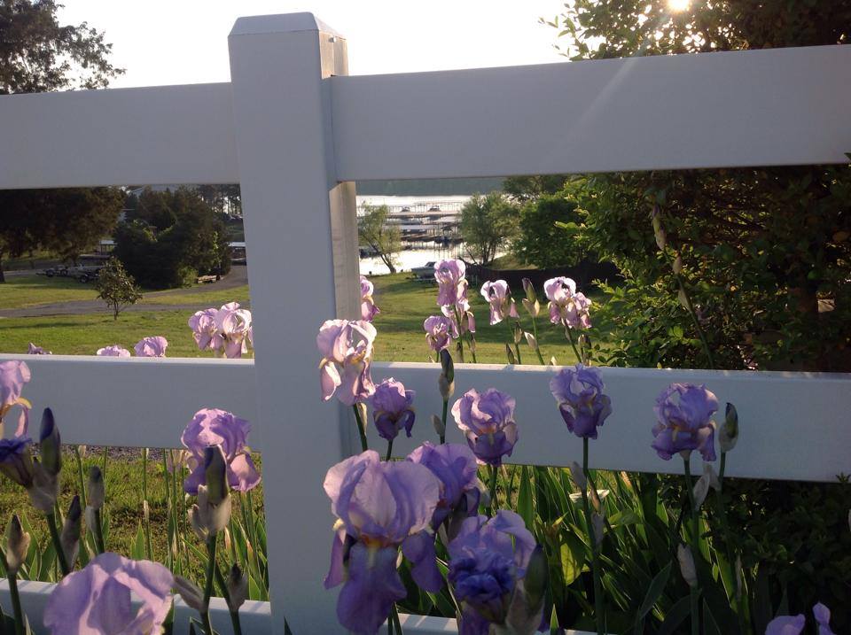 Iris flowers around a wooden fence.