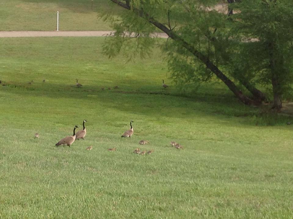 Canadian geese with goslings.